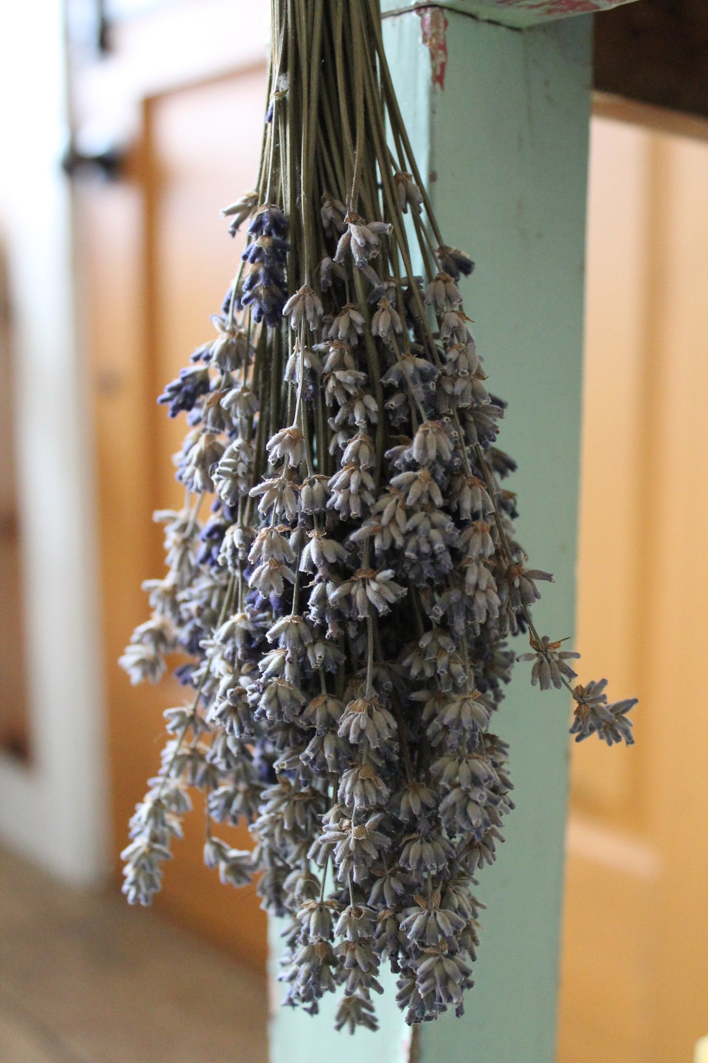 Dried Lavender