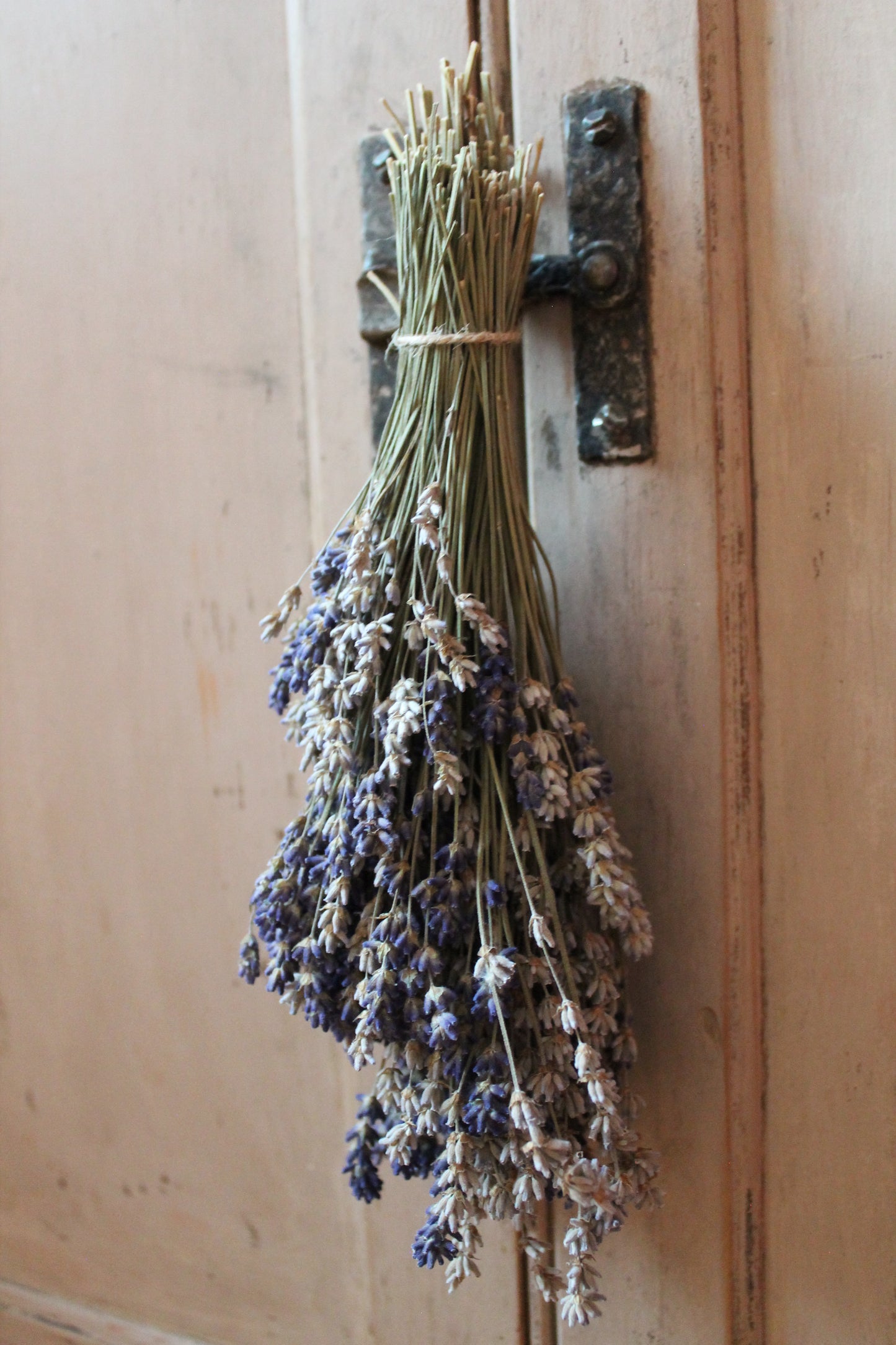 Dried Lavender